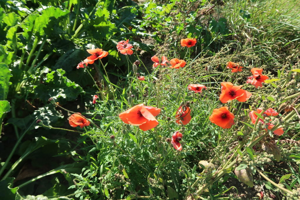 A stand of red poppies along the roadside. Crimson and black against the green foliage.