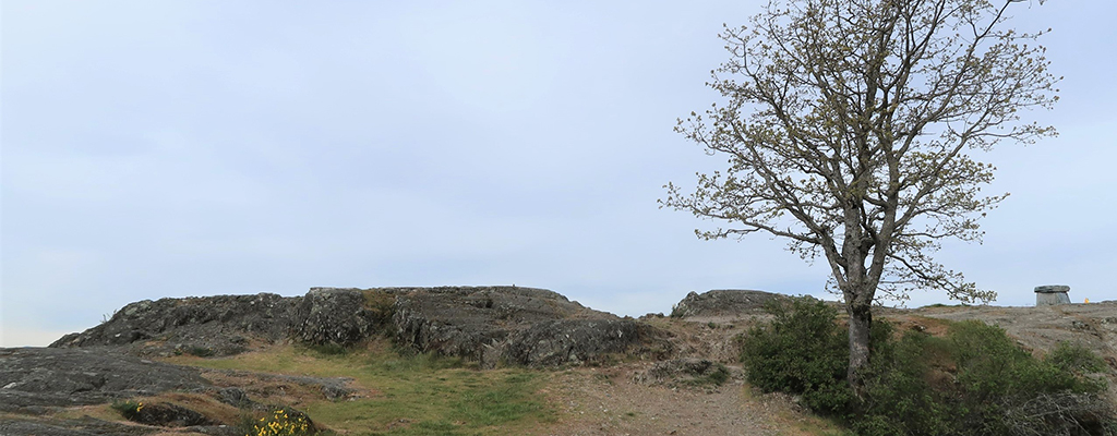 A solitary tree near the crest of Mt. Tolmie.