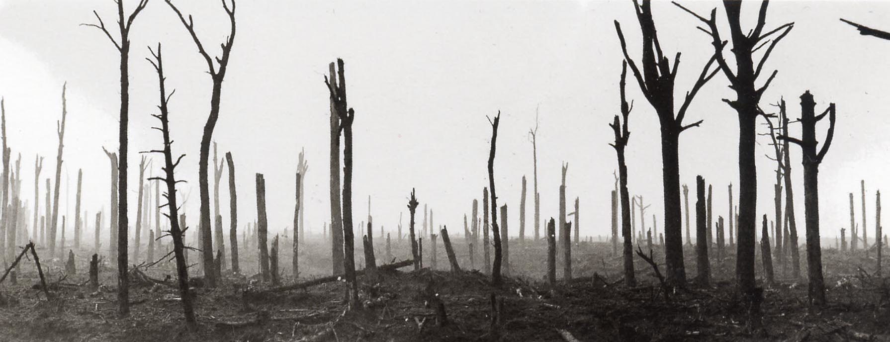 Black and white image of shattered, splintered trees on the western front.  It is desolate...a haze upon the ground. Who is out there?