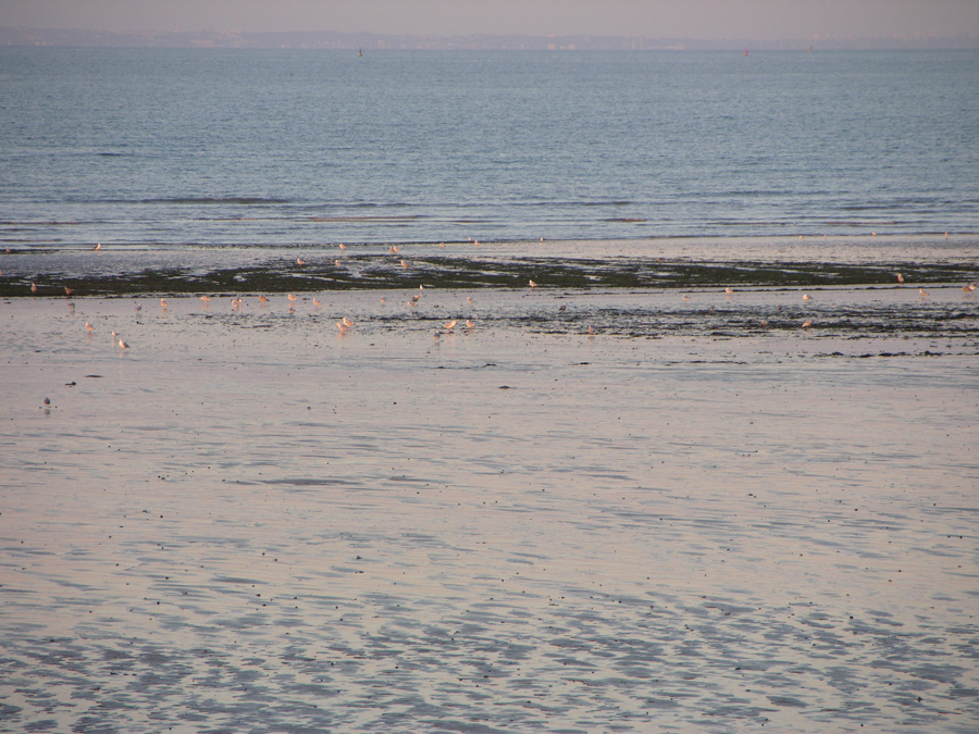 View of beach and shorebirds in Normandy, France.
