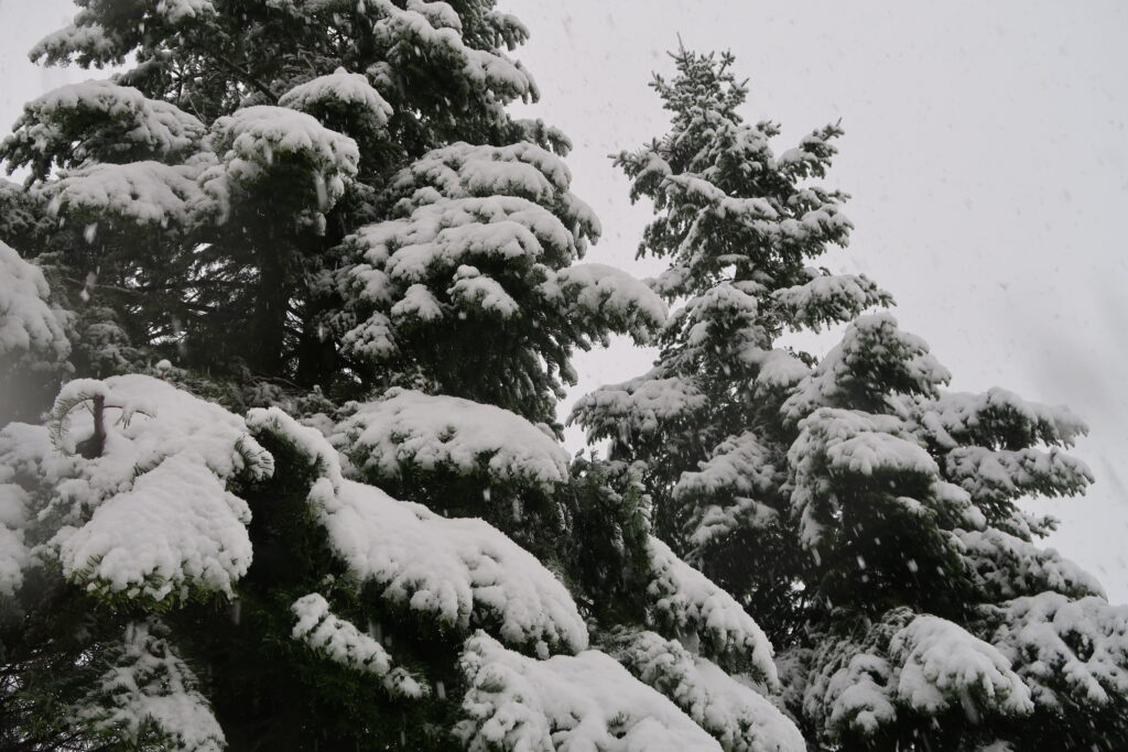 Evergreens their branches bowing to the ground in a handsome dusting of white snow.