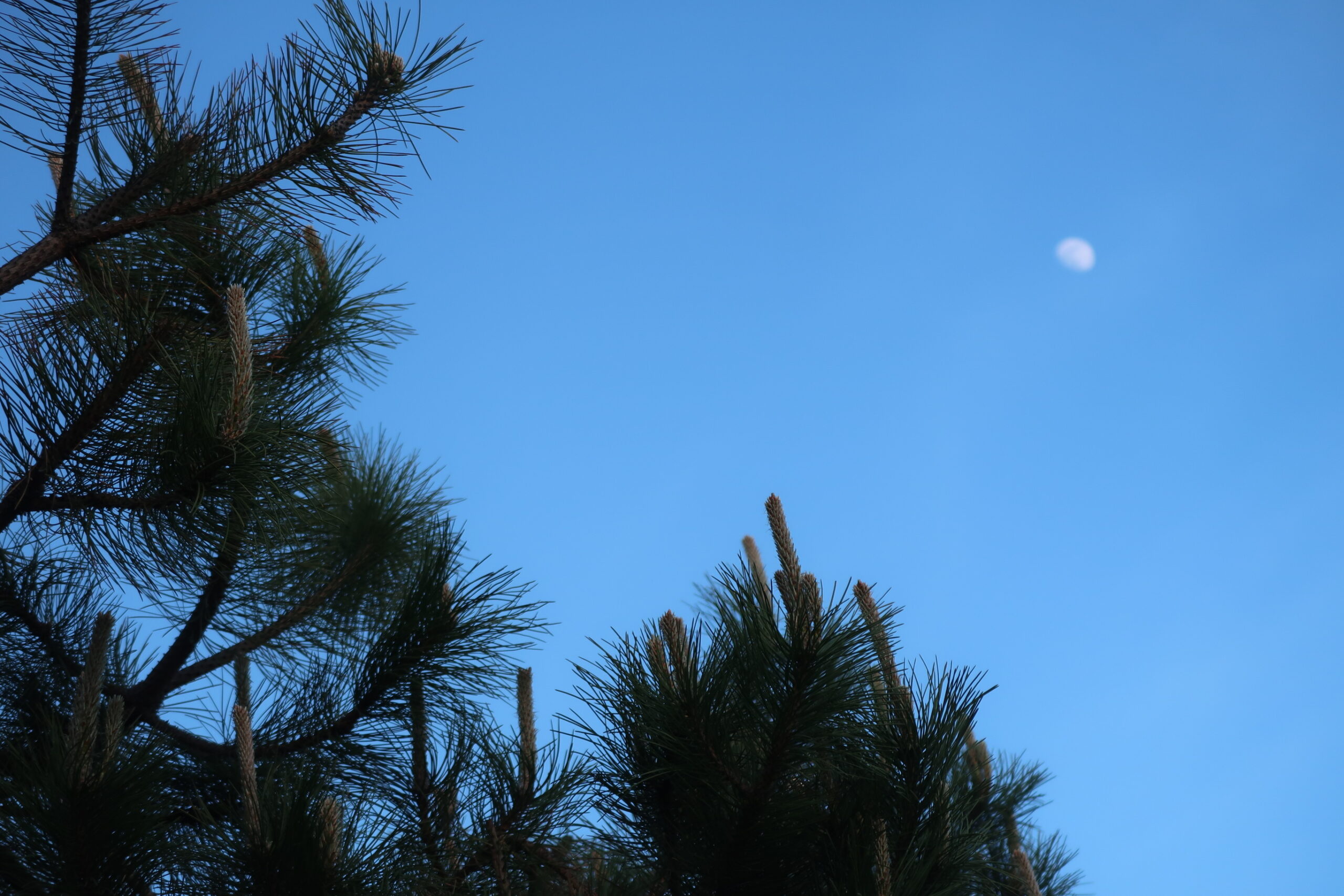 The moon above us.