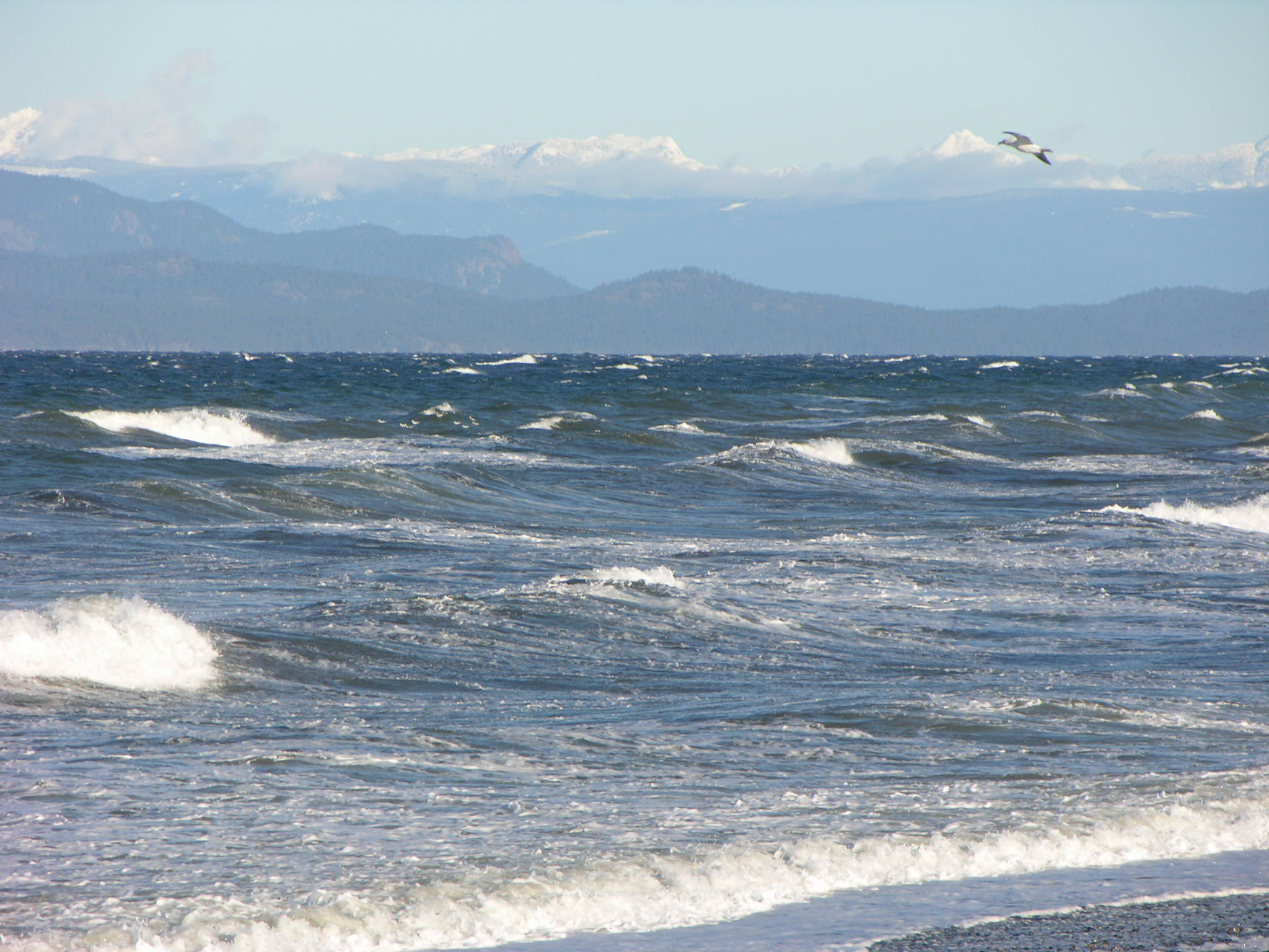 Seagull above the waves.