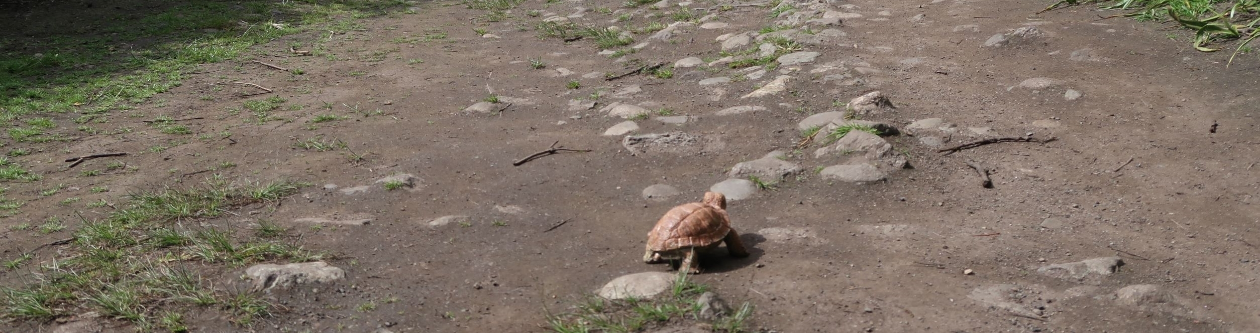 Rocket the tortoise observes along the trail.