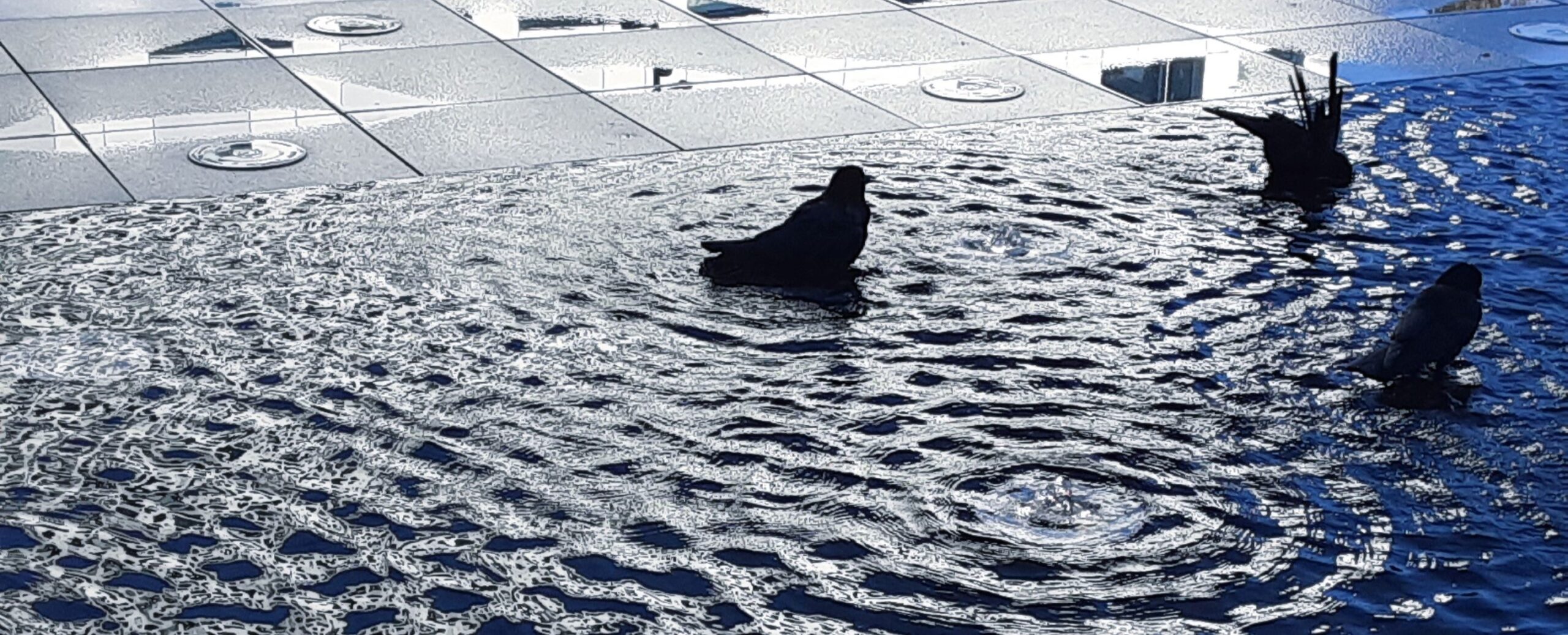 Crows gather at a water feture.