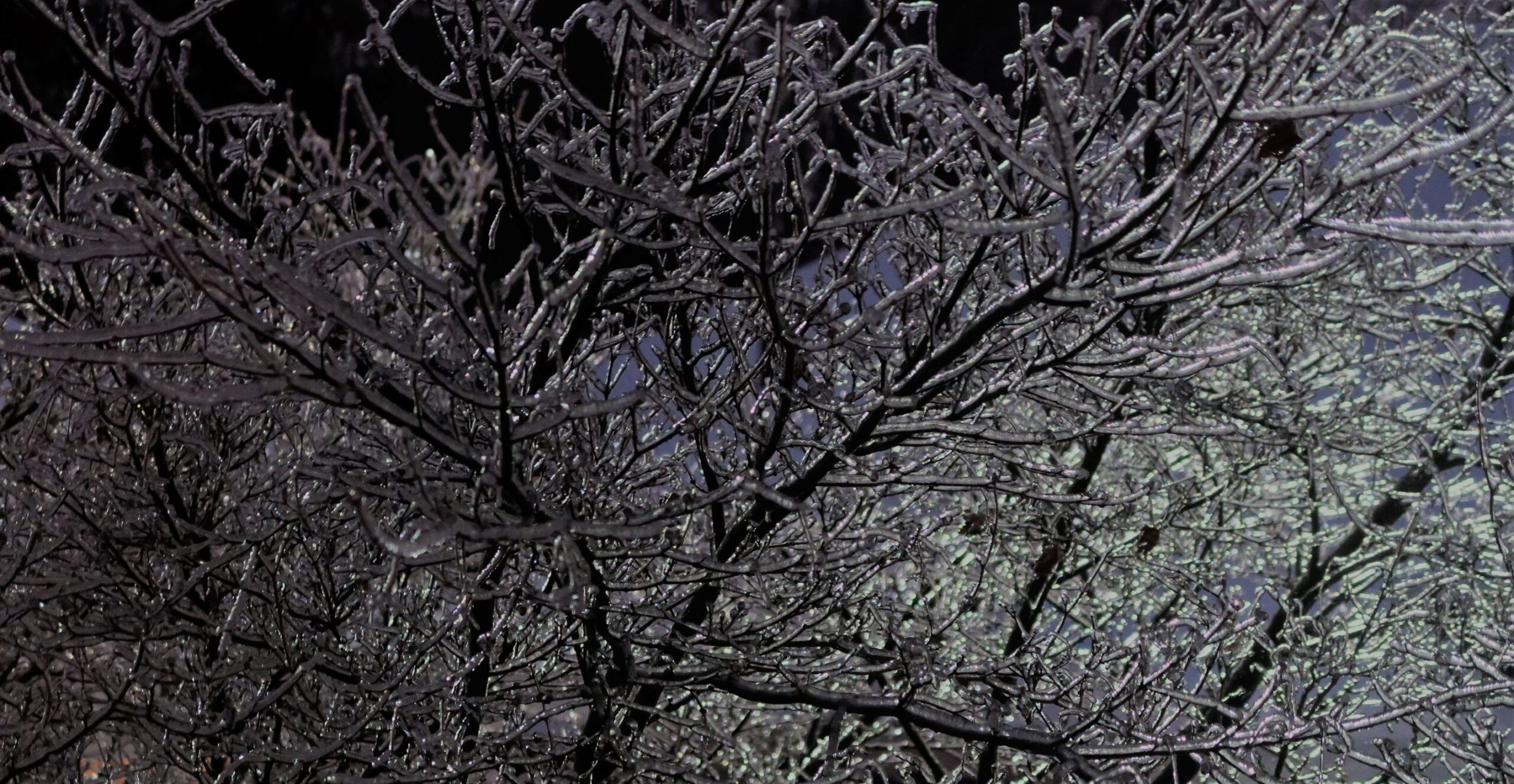 Ice Tree December 2022