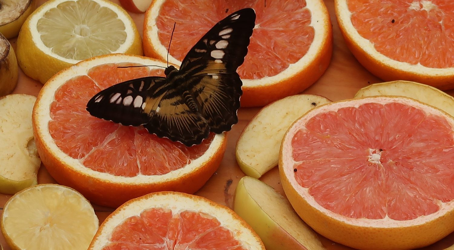 A butterfly feeds on citrus.