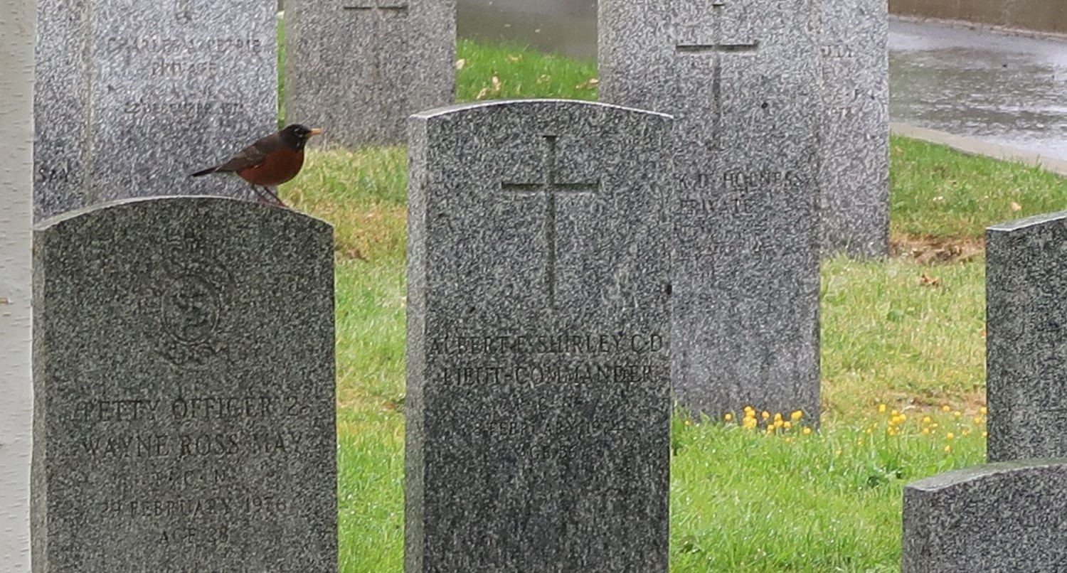 Robin sits atop a grave marker at Veterans Cemetery.