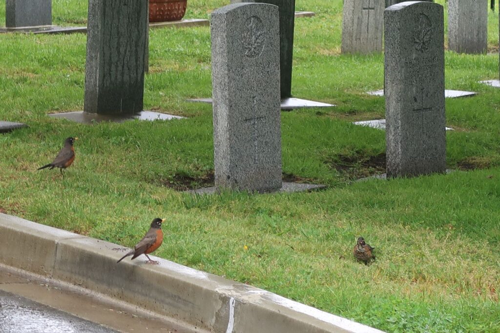 A trio of robins.