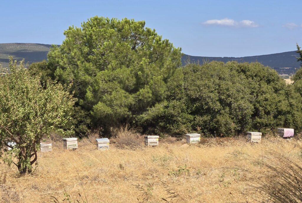Honeybee hives.