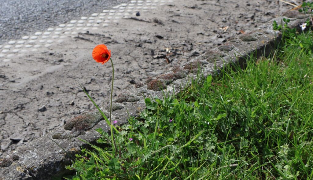 First Poppy 2026