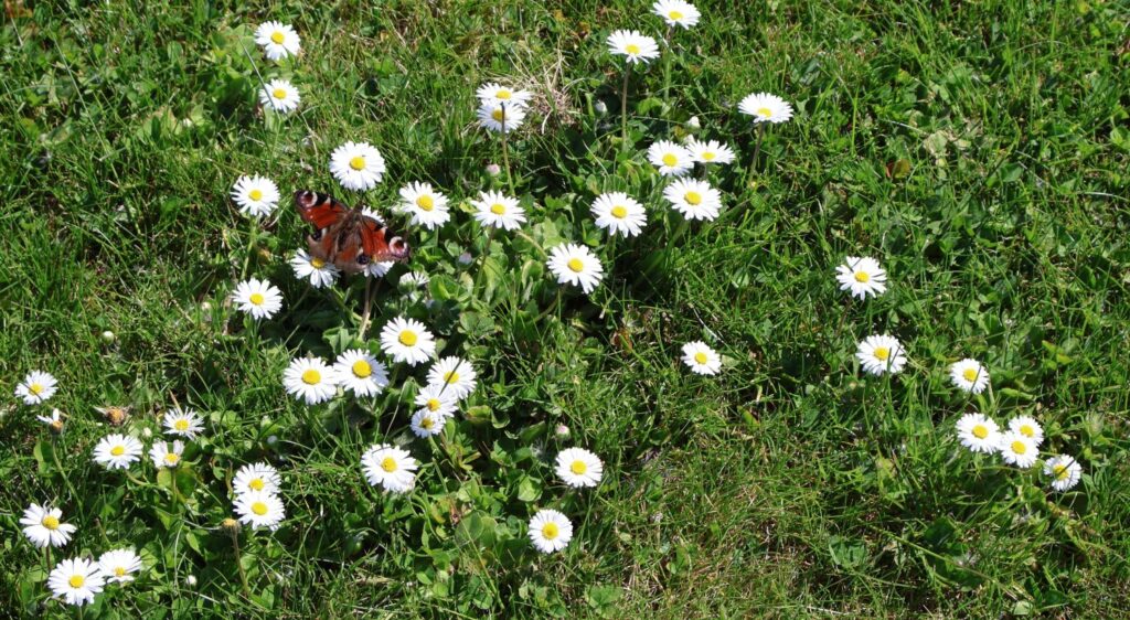 Butterfly at St. Julieen
