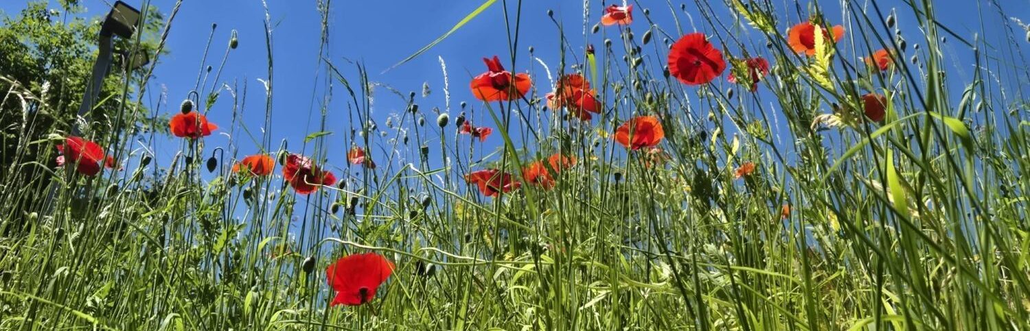 Poppies on the parapet.