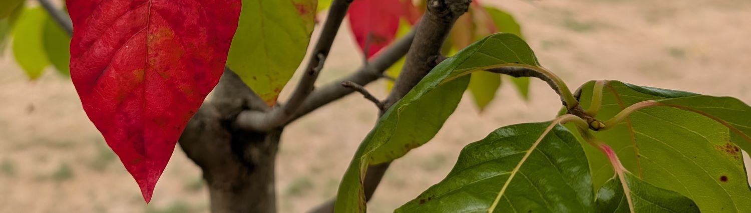 Leaves of the tree